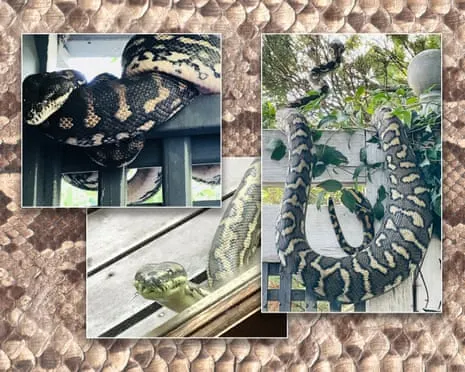 Accepting my Serpents in My Ceiling: A Journey from Anxiety to Respect